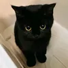 okknatee_