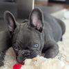 siralfiethefrenchie