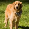alfie.thegoldie
