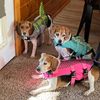 goldilocksandthe4beagles