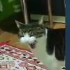 tomita_the_cat0