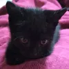 shirleimelo