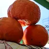 tangerina_pokan