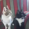 ilovelolamycat