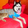 rochi_colmi