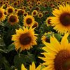 sunflower052606111213