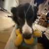 signe_e