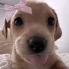 giuuu.dimorale