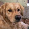 jackthegolden2021