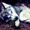 pups102