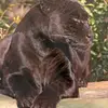 orangcat4