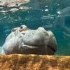 ginormoustiddiehippo