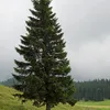 arvorestipos