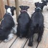 Max the schnauzer & friends