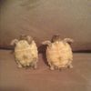 turtleloverz