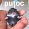 tehenporkoltvacsorara