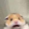 poopidoo