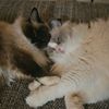 dorienenragdolls