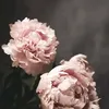 pellisblond
