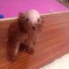 balddogxd
