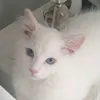 mauiandcallie