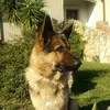 ledyfede