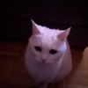 zibbybiff