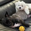 chesterandjack