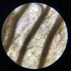 codys_microscope