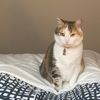 cutekitty931111