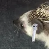 .pdldj