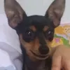 livianperes