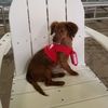 wrigleytheweinerdog