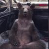 lilgoobi96