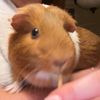 trixietheguineapig