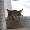 sofia..i