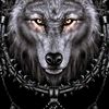 willlrock45