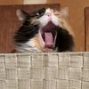 blackfootedcatenthusiast