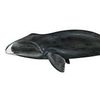 bowhead_whale_enthusiast