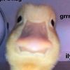 dudebethanysuckz