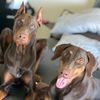 caninehubflorida