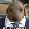mister_rat_