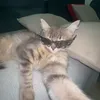 olimpiapintado