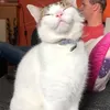 gizmo_the_kittycat