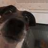 lilbitgay_
