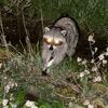 friend2raccoons
