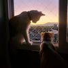 kittiemaniak