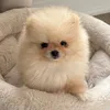 winniepommm
