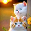 wanrah46
