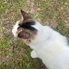 enaameow